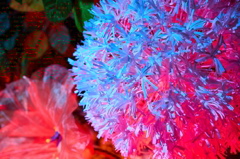 Dom Krasnali we Wrocławiu