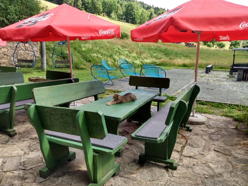Do stołu podano. Miau. Ogr&oacute;dek piwny Browaru Kamienica