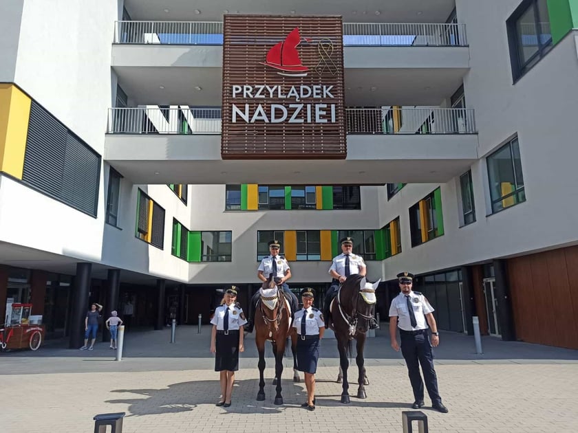 Konie Straży Miejskiej we Wrocławiu