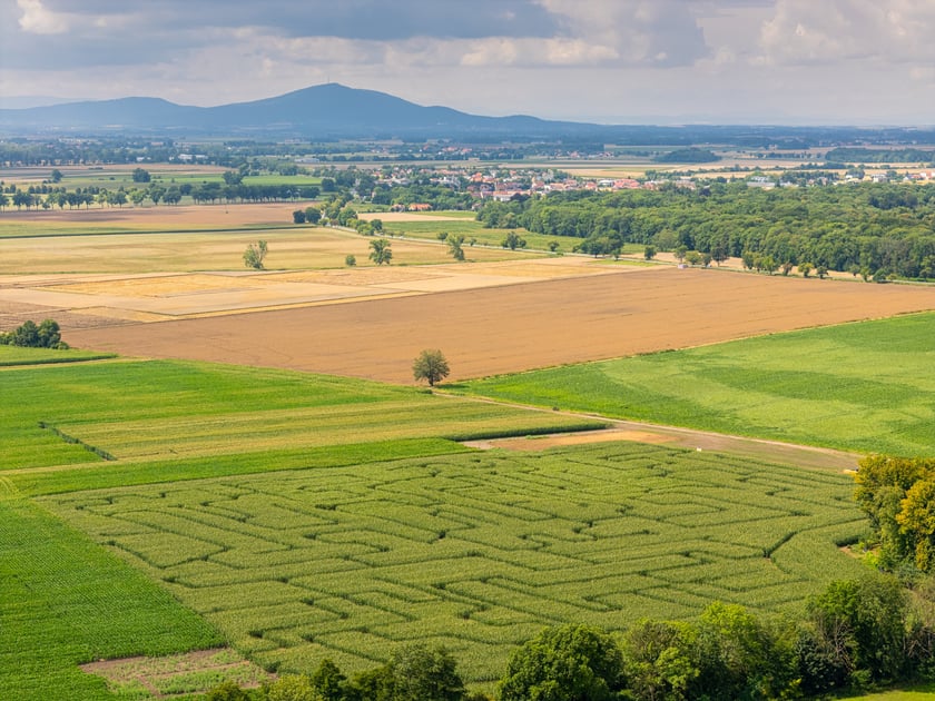 Kukurydziany labirynt pod Wrocławiem