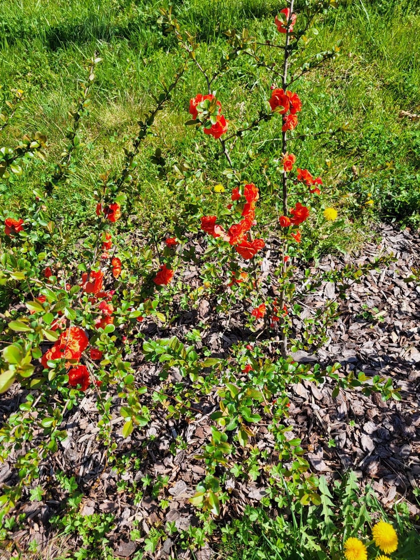 Leśnica, osiedle TBS Wrocław, nowe nasadzenia roślin