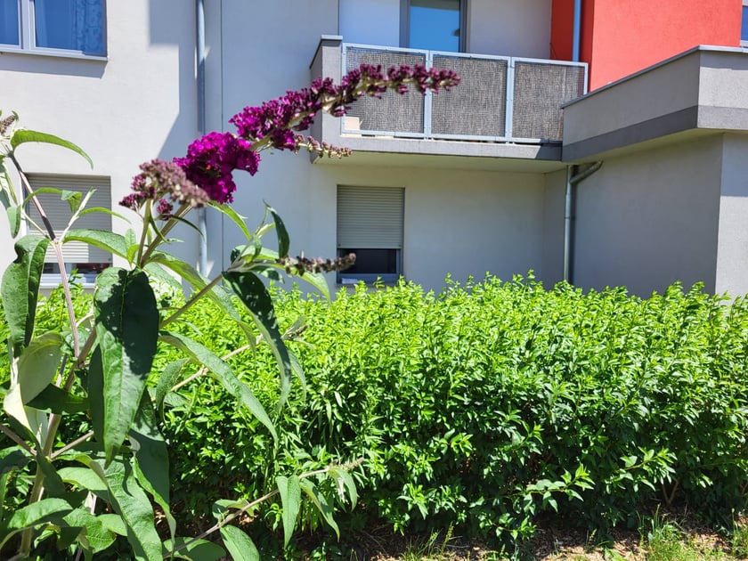 Leśnica, osiedle TBS Wrocław, nowe nasadzenia roślin