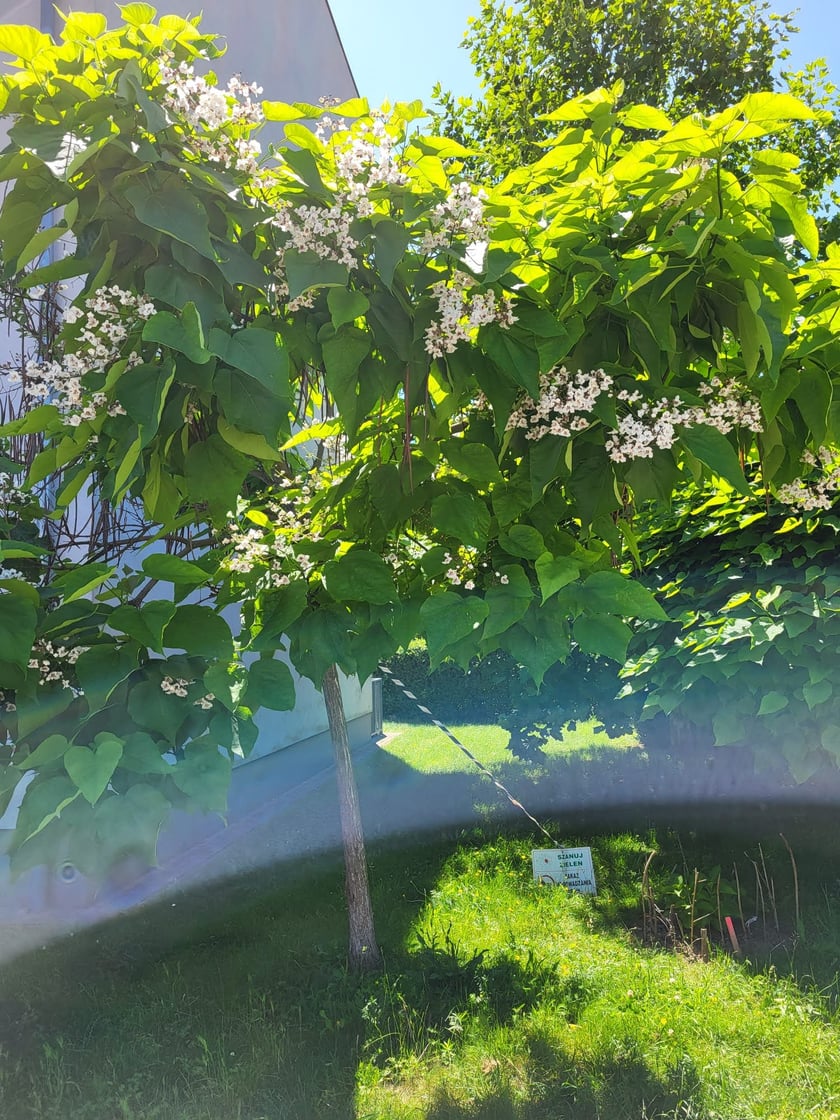 Leśnica, osiedle TBS Wrocław, nowe nasadzenia roślin