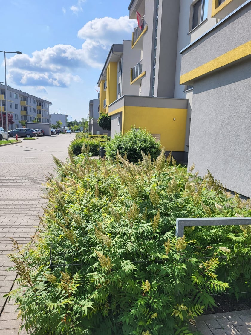 Leśnica, osiedle TBS Wrocław, nowe nasadzenia roślin