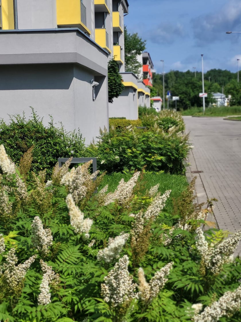 Leśnica, osiedle TBS Wrocław, nowe nasadzenia roślin