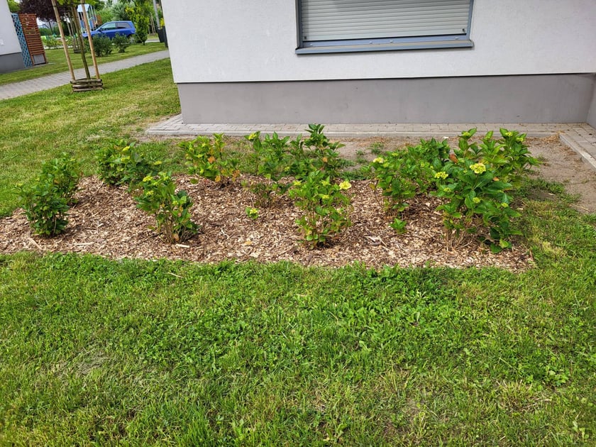 Leśnica, osiedle TBS Wrocław, nowe nasadzenia roślin