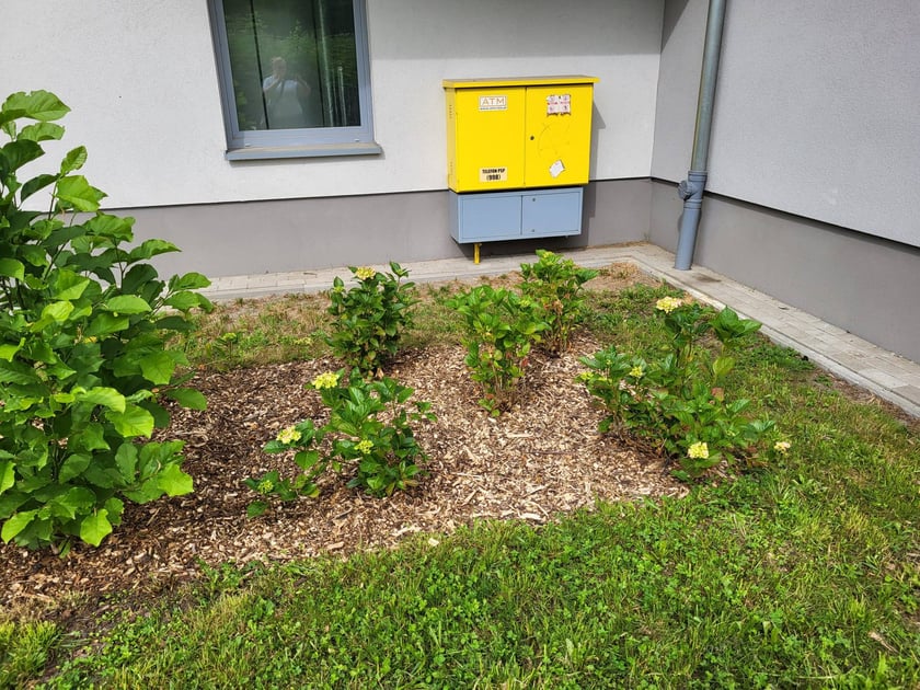 Leśnica, osiedle TBS Wrocław, nowe nasadzenia roślin