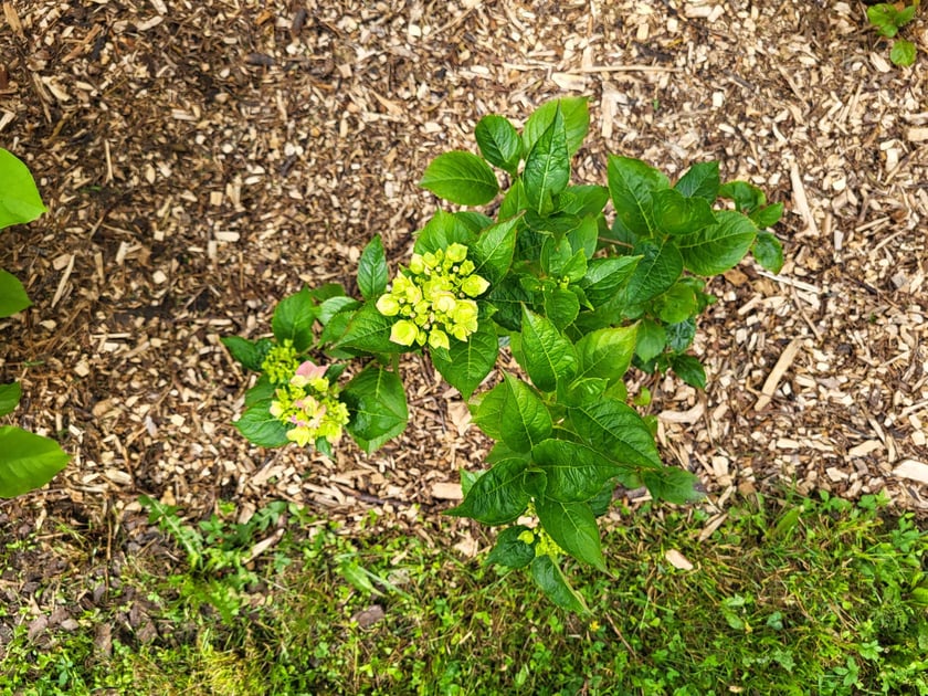 Leśnica, osiedle TBS Wrocław, nowe nasadzenia roślin