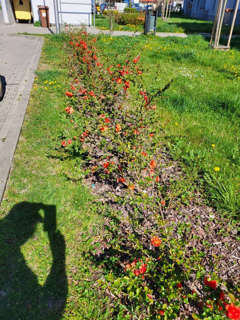 Leśnica, osiedle TBS Wrocław, nowe nasadzenia roślin