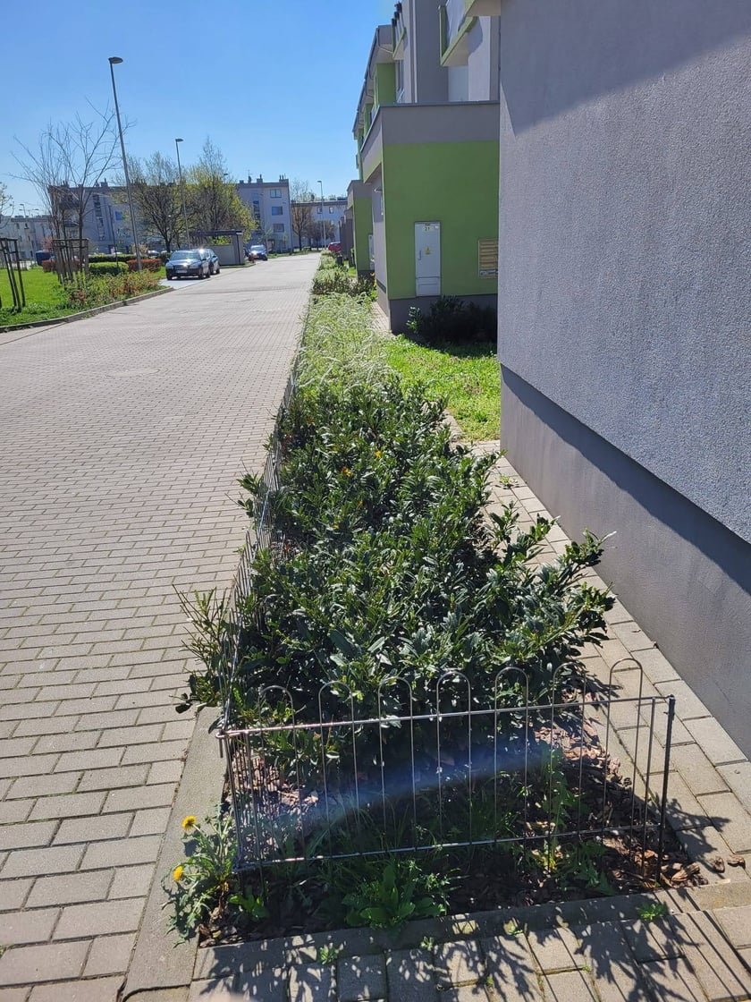 Leśnica, osiedle TBS Wrocław, nowe nasadzenia roślin