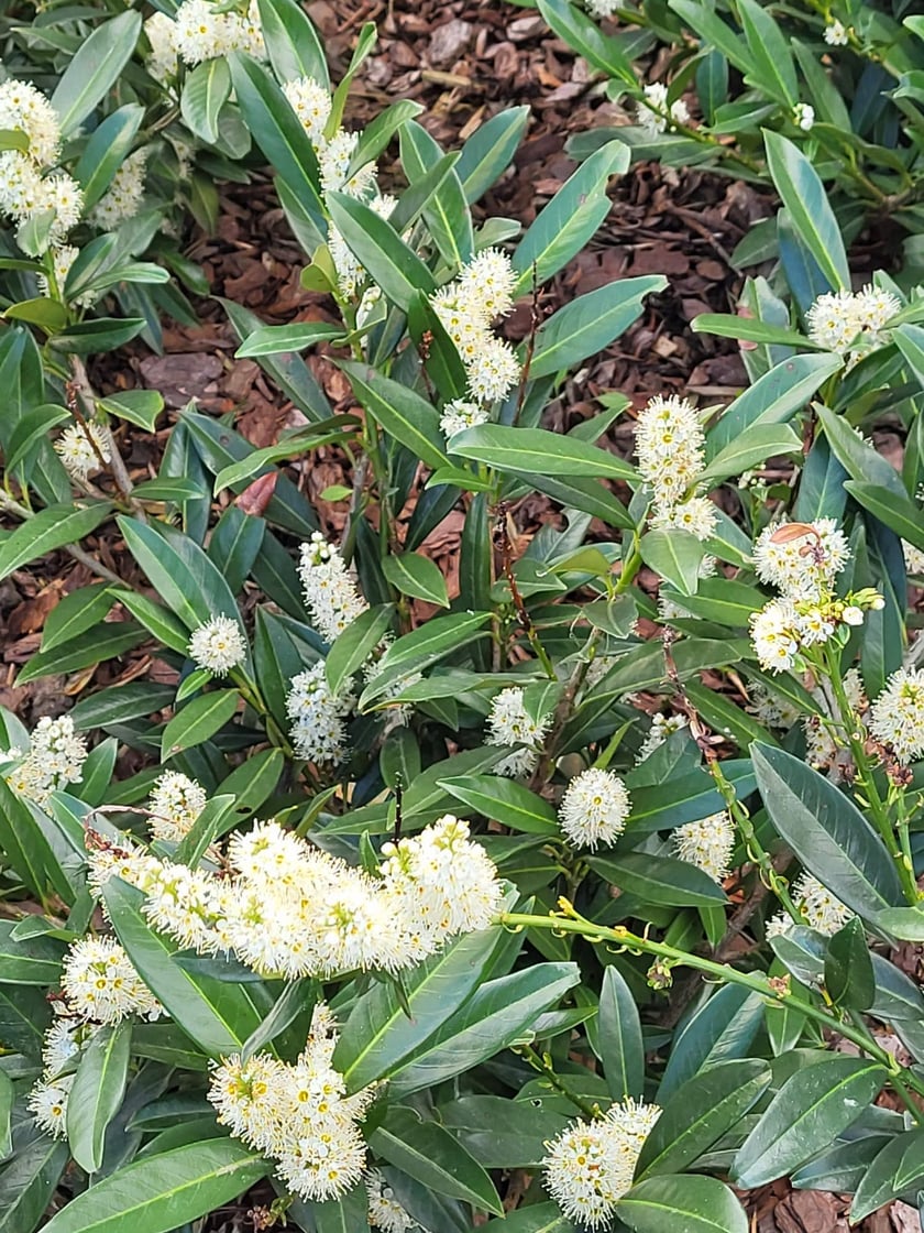 Leśnica, osiedle TBS Wrocław, nowe nasadzenia roślin