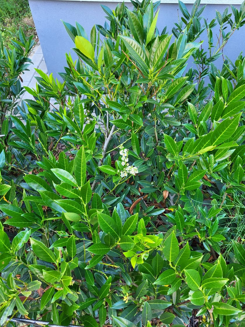 Leśnica, osiedle TBS Wrocław, nowe nasadzenia roślin