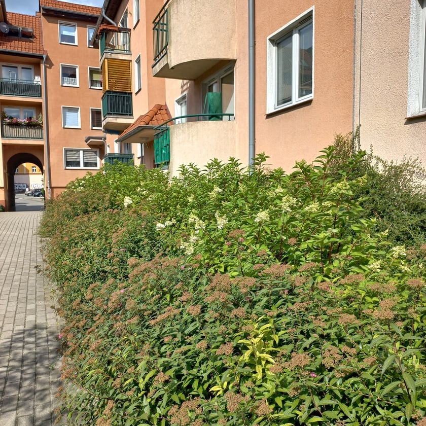 Psie Pole, osiedle TBS Wrocłąw, nowe nasadzenia roslin