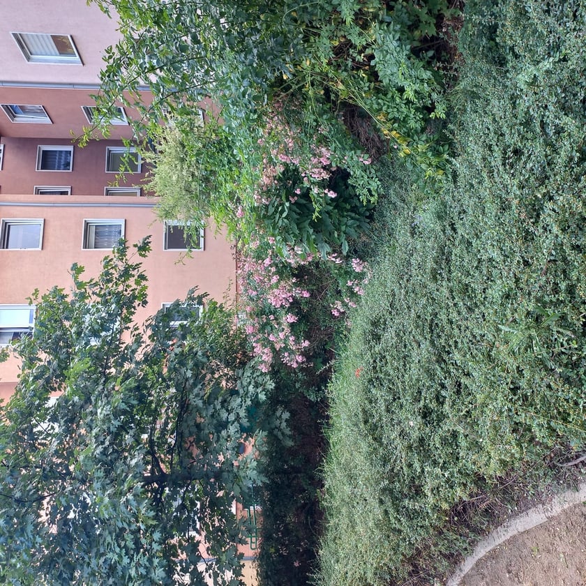 Psie Pole, osiedle TBS Wrocłąw, nowe nasadzenia roslin