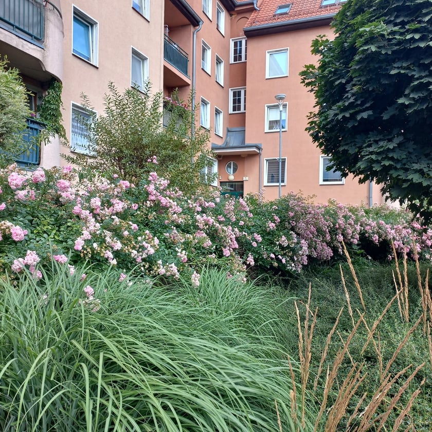 Psie Pole, osiedle TBS Wrocłąw, nowe nasadzenia roslin