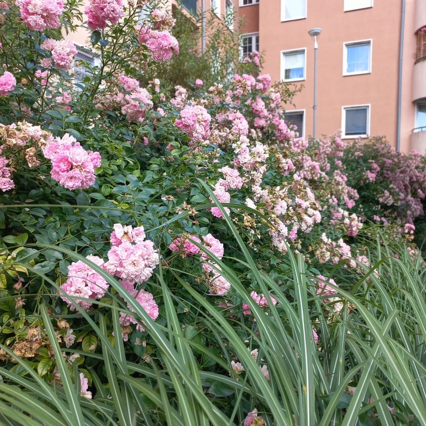 Psie Pole, osiedle TBS Wrocłąw, nowe nasadzenia roslin