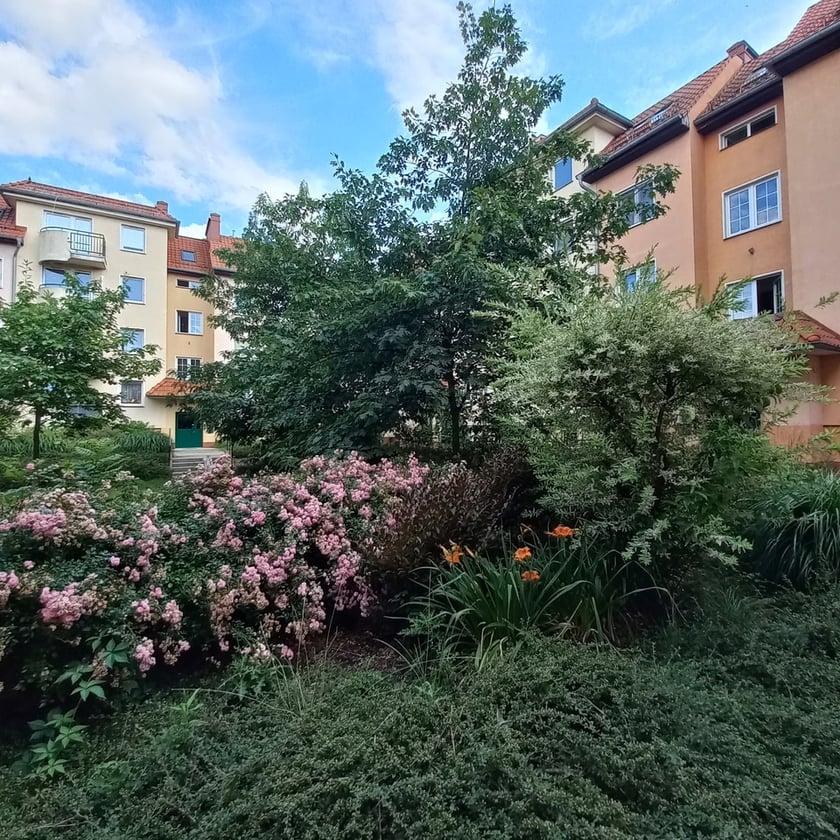 Psie Pole, osiedle TBS Wrocłąw, nowe nasadzenia roslin