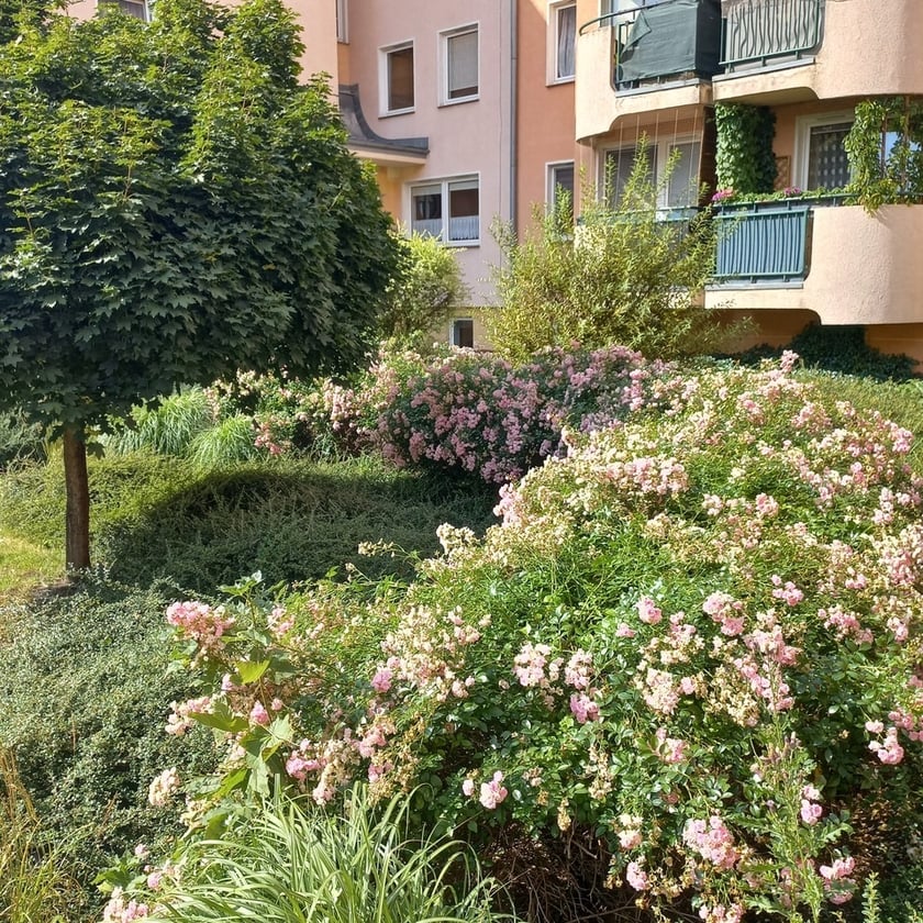 Psie Pole, osiedle TBS Wrocłąw, nowe nasadzenia roslin