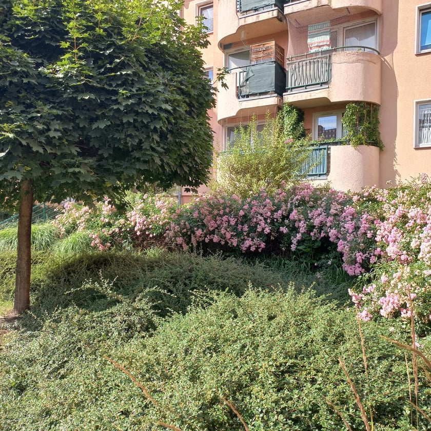 Psie Pole, osiedle TBS Wrocłąw, nowe nasadzenia roslin