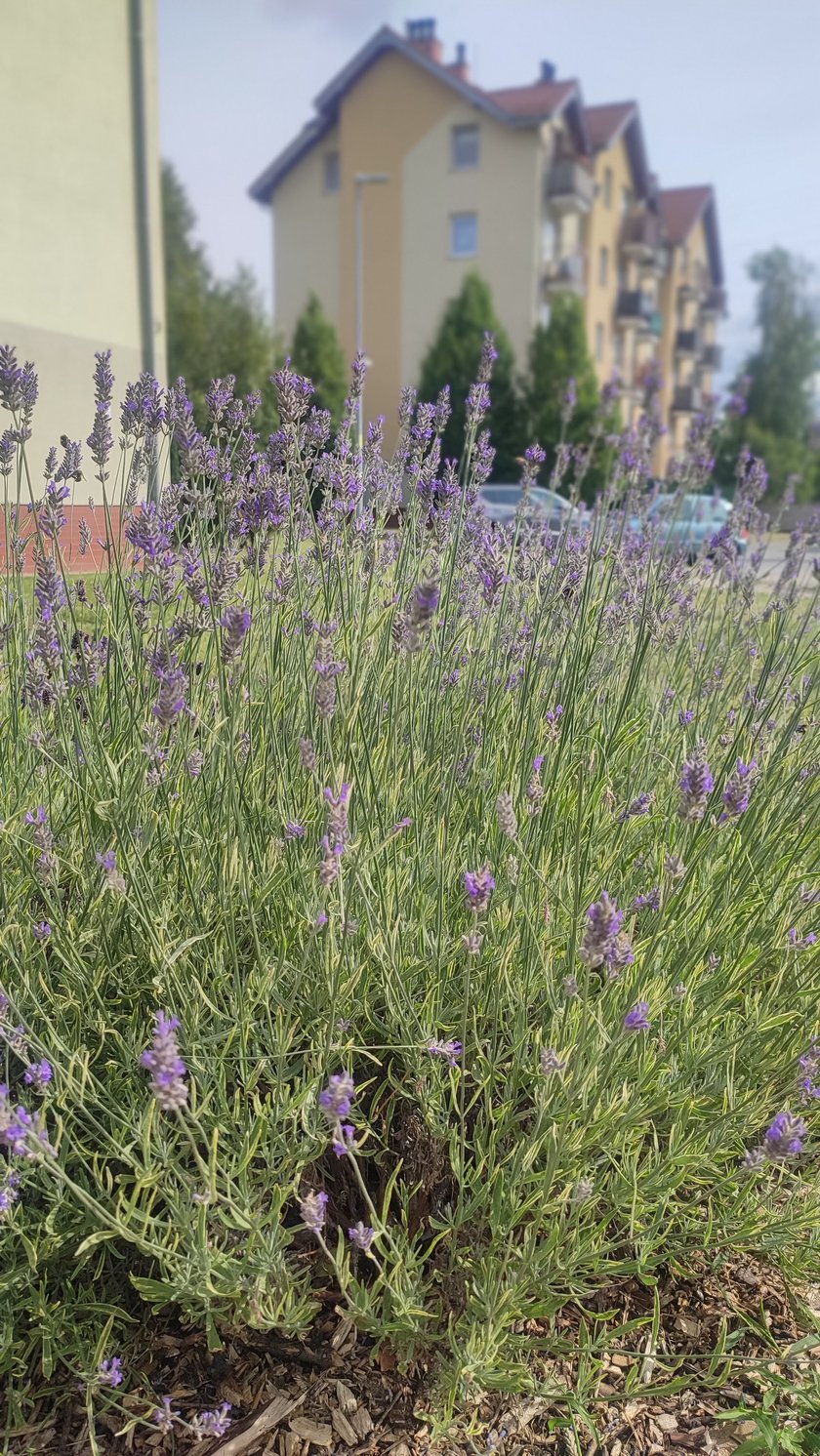 Stabłowice TBS Wrocław nowe rośliny