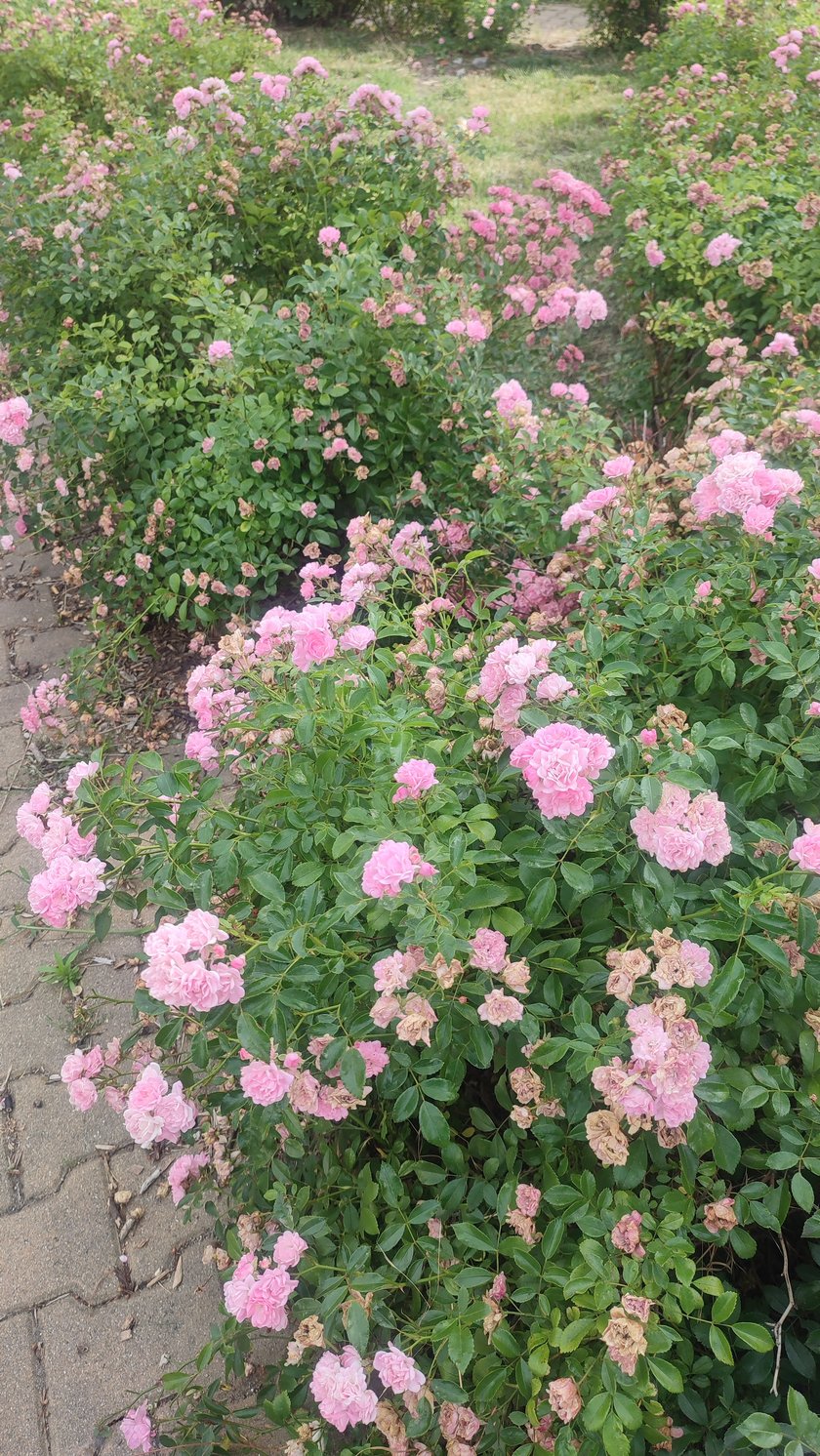 Stabłowice TBS Wrocław nowe rośliny