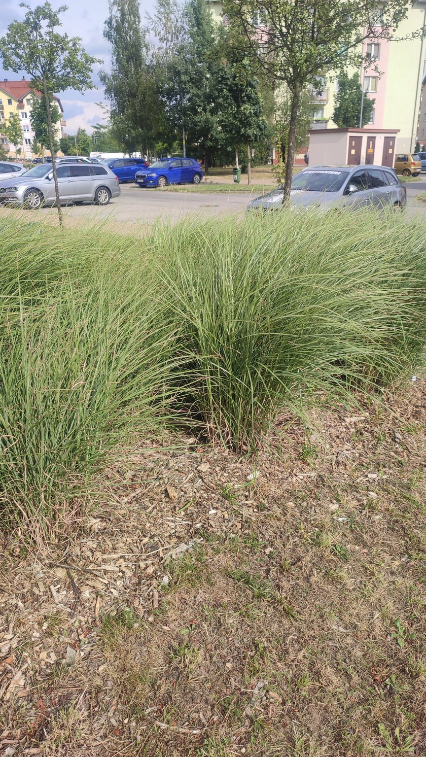 Stabłowice TBS Wrocław nowe rośliny