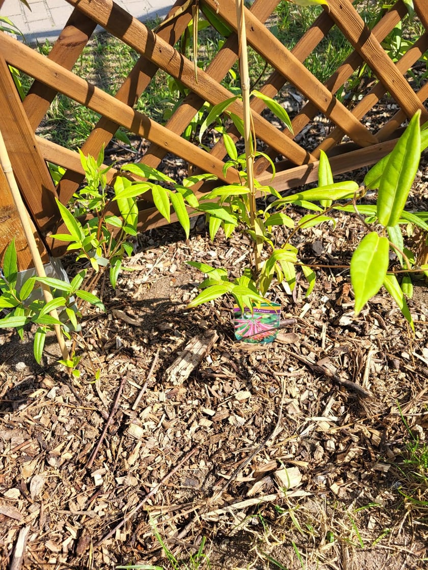 Trejaże na osiedlu TBS Wrocław w Leśnicy