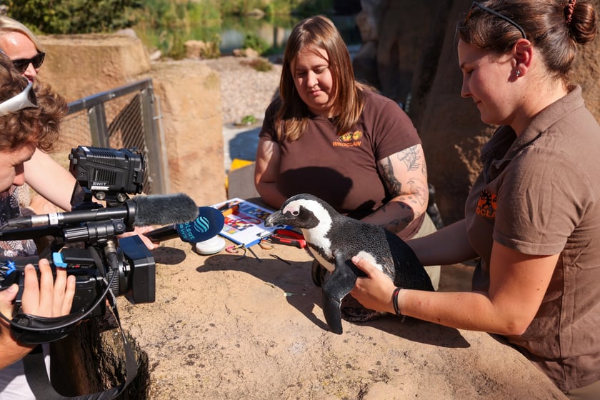 Obrączkowanie pingwinów przylądkowych w ZOO Wrocław