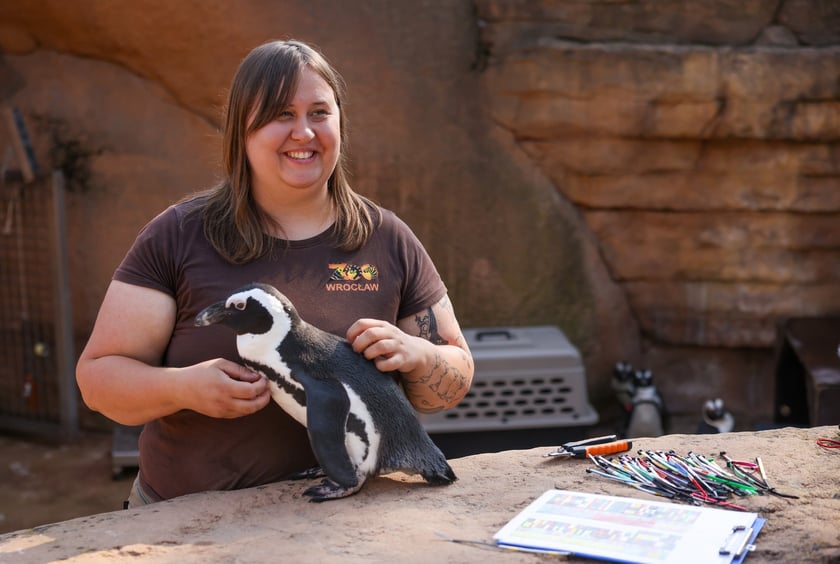 Obrączkowanie pingwinów przylądkowych w ZOO Wrocław