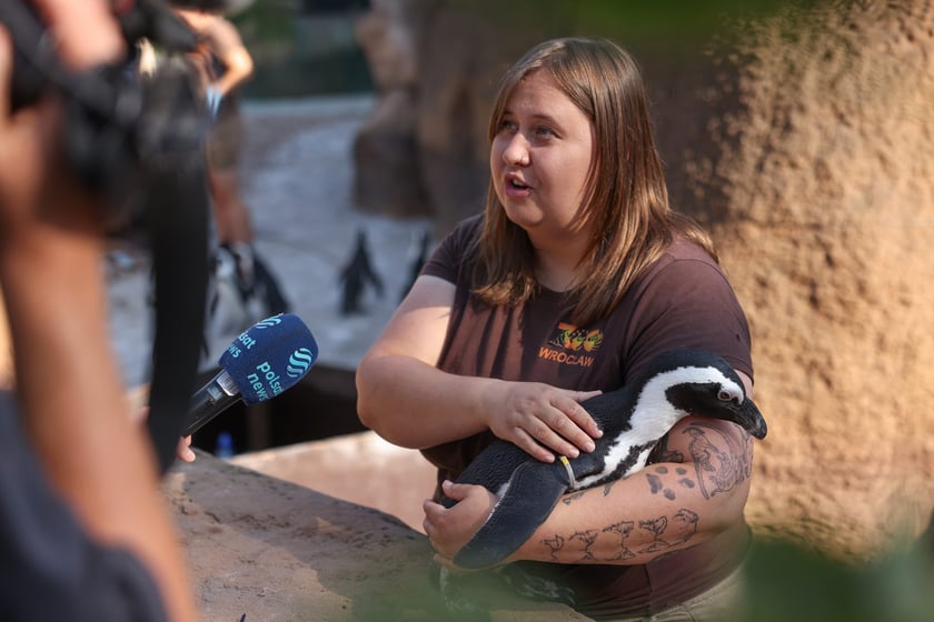 Obrączkowanie pingwinów przylądkowych w ZOO Wrocław