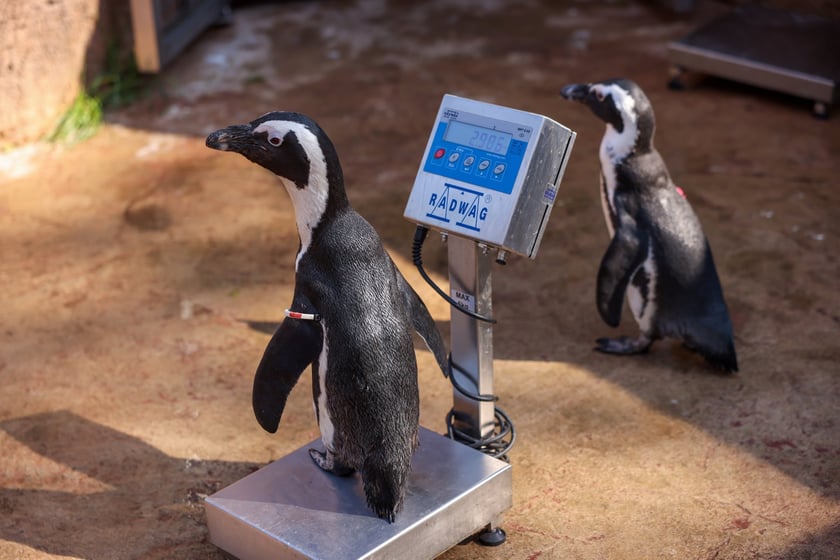 Obrączkowanie pingwinów przylądkowych w ZOO Wrocław
