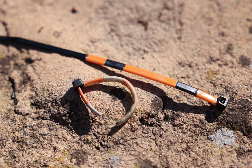 Obrączkowanie pingwinów przylądkowych w ZOO Wrocław