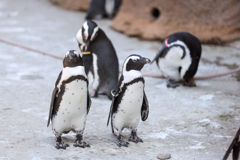 Obrączkowanie pingwinów przylądkowych w ZOO Wrocław