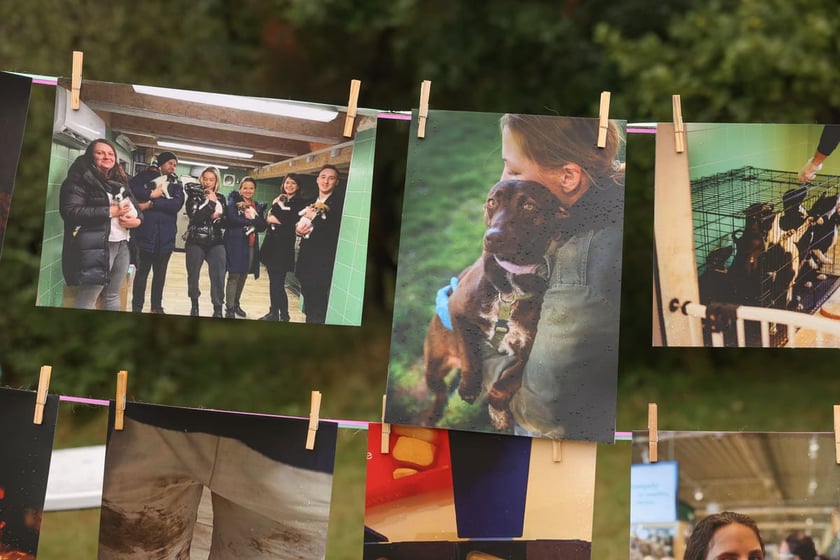 Piknik Adopciaka zorganizowany przez Grupę Ratuj w parku Grabiszyńskim. Wrocław, 14.09.2025