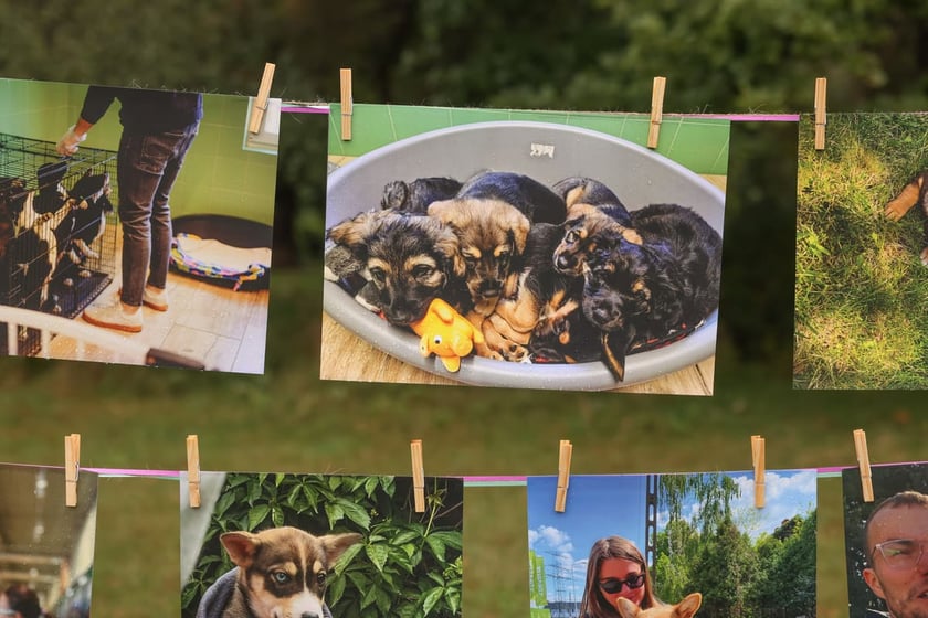 Piknik Adopciaka zorganizowany przez Grupę Ratuj w parku Grabiszyńskim. Wrocław, 14.09.2025