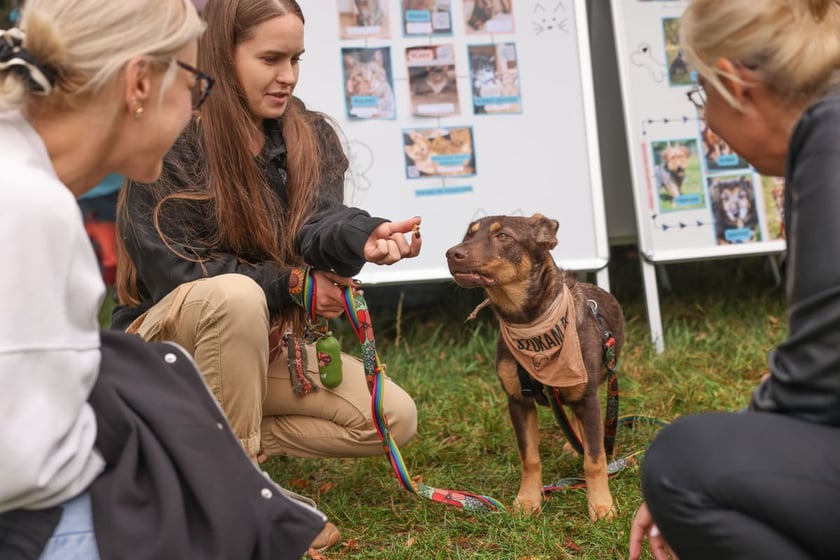 Piknik Adopciaka zorganizowany przez Grupę Ratuj w parku Grabiszyńskim. Wrocław, 14.09.2025
