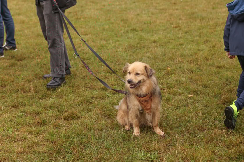 Piknik Adopciaka zorganizowany przez Grupę Ratuj w parku Grabiszyńskim. Wrocław, 14.09.2025