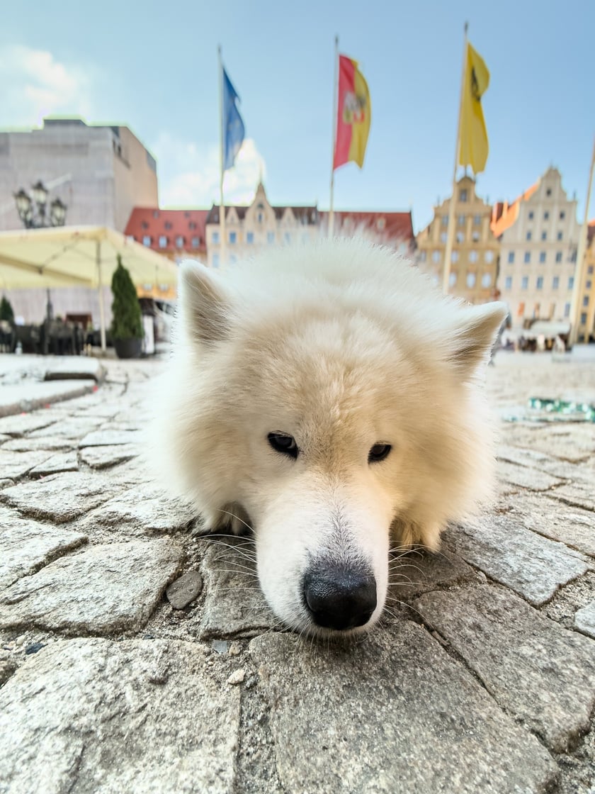 Bouli - 3. miejsce w konkursie "Psia Piękność"