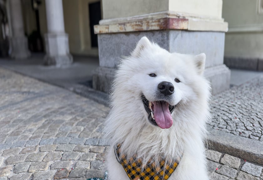 Bouli - 3. miejsce w konkursie "Psia Piękność"