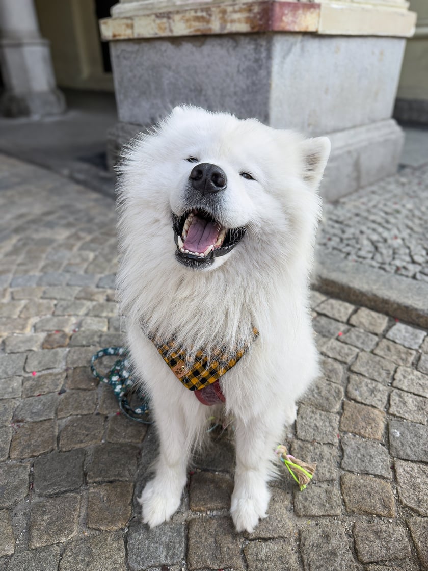 Bouli - 3. miejsce w konkursie "Psia Piękność" - ma bardzo bogatą mimikę!
