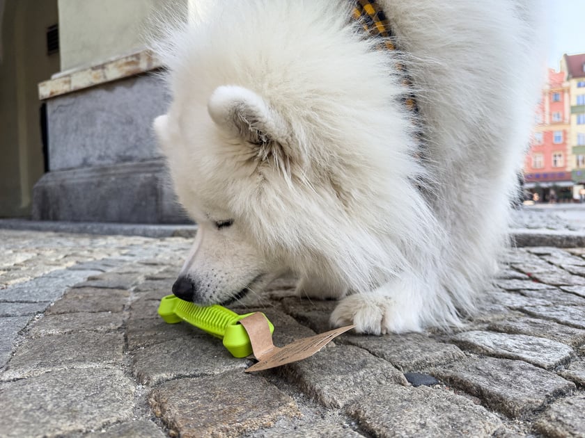 Bouli - 3. miejsce w konkursie "Psia Piękność" to Samojed. To psie gwiazdy, kt&oacute;re lubią zwracać na siebie uwagę