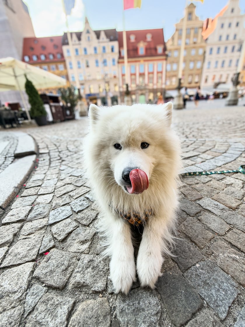 Bouli - 3. miejsce w konkursie "Psia Piękność"