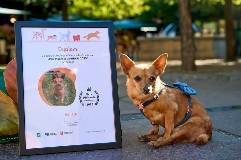 Felicja - 2. miejsce w konkursie Psia Piękność - właściciele twierdzą, że to bardzo waleczna sunia!
