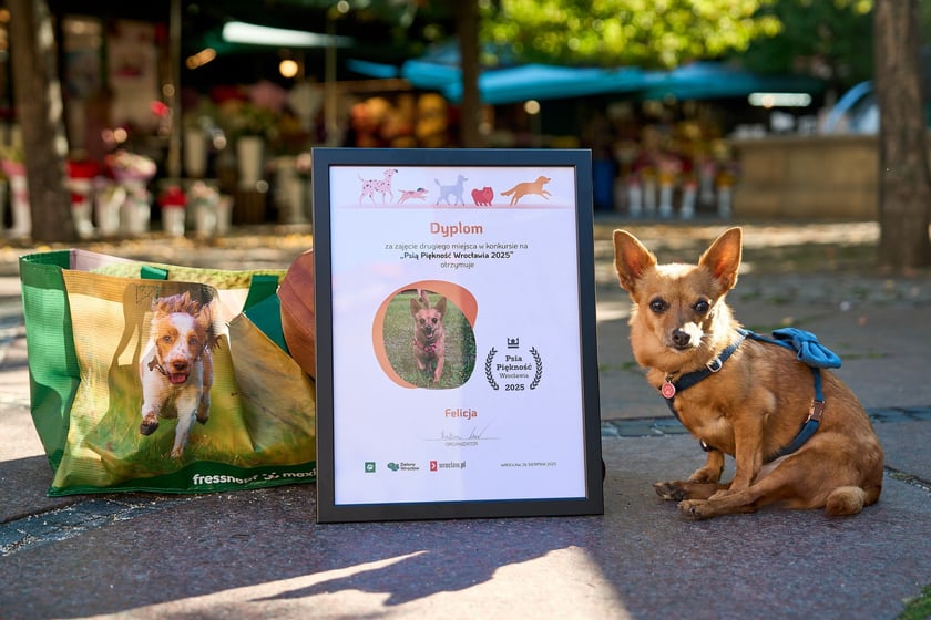 Felicja - 2. miejsce w konkursie Psia Piękność