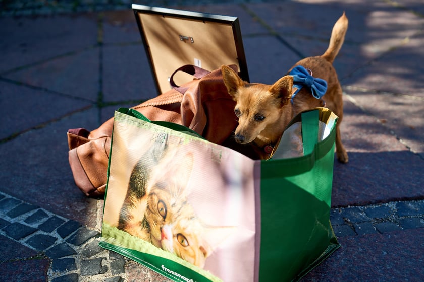 Felicja - 2. miejsce w konkursie Psia Piękność - na nas zrobiła takie wrażenie: cierpliwa, kochana i ułożona