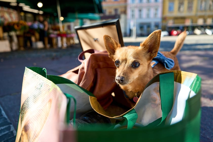 Felicja - 2. miejsce w konkursie Psia Piękność