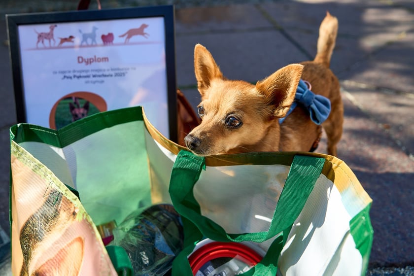 Felicja - 2. miejsce w konkursie Psia Piękność