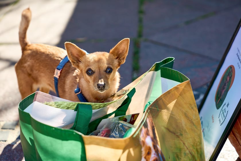 Felicja - 2. miejsce w konkursie Psia Piękność