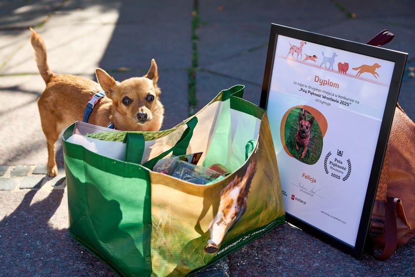 Felicja - 2. miejsce w konkursie Psia Piękność - dumna, choć taka maleńka