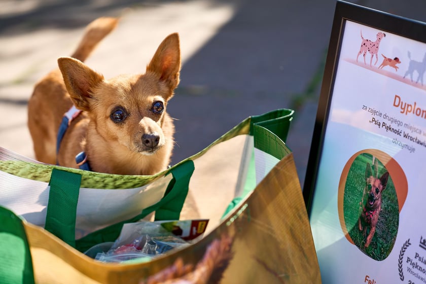 Felicja - 2. miejsce w konkursie Psia Piękność